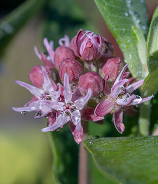 Flowering Showy Milkweed Plant with Little Pink Buds and Water Droplets