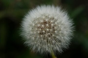 Fototapeta premium Dandelion seeds close up. Floral background, screensaver, photo wallpaper, postcard. High quality photo