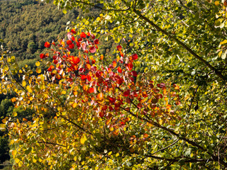 Paisaje otoñal de naturaleza en un bosque con hojas de color rojo y verde en Otoño,