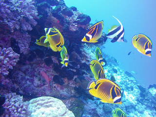 Fototapeta na wymiar Poissons multicouleurs Bora Bora
