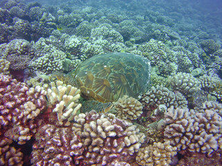 Tortue, Bora Bora