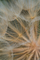 Dandelion seeds close up. Vertical floral background, screensaver, photo wallpaper, postcard, background for stories. High quality photo