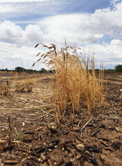Burned Wheat Field