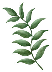 Fototapeta na wymiar watercolor tropical and exotic green leaves tree