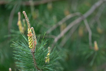 blooming pine tree branch, new pine cone forming