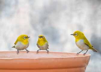 Fototapeta premium White eye oriental birds having water