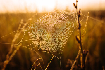spider web with dew drops in the sunrise