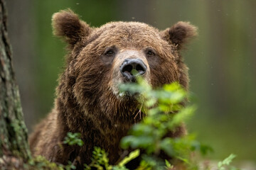 Obraz premium Big male brown bear portrait