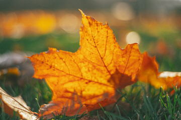 Autumn time - soft focus effect