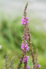 Purple flower on green blurred background. High quality photo