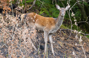 Ein Reh in den schottischen Highlands