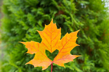It's a very nice detail in nature. A big orange leaf with a heart-shaped hole on it up close .yellow maple leaf with a heart carved in the middle lies. hello Autumn concept