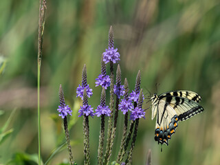 a yellow swallowtail butterfly sits on a purple hoary vervain flower