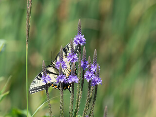 a yellow swallowtail butterfly sits on a purple hoary vervain flower