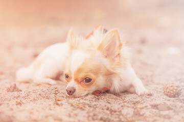 The puppy lies on the sand. A dog of the mini Chihuahua breed, white in color with red spots.