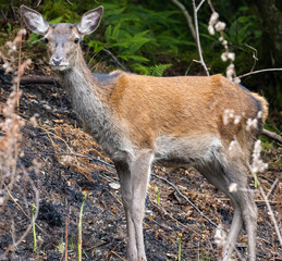 Ein Reh in den schottischen Highlands