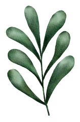 Watercolor of Tropical green leaves
