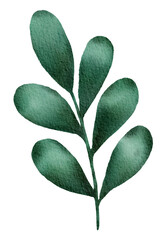 Watercolor of Tropical green leaves