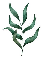 Watercolor of Tropical green leaves