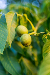 Natural branch of summer organic food. Close up view of green nut on the tree.