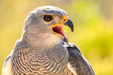 Peregrine Falcon