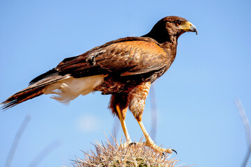 Harris Hawk