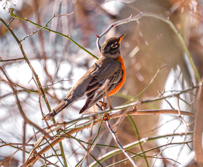 Robin on a branch