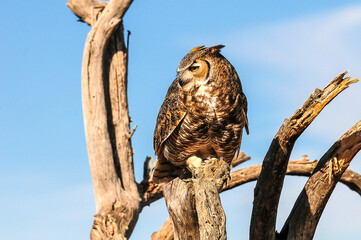 Great Horned Owl on a branch