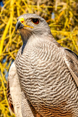 Peregrine Falcon