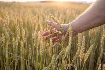 Wheat, rye in the hands of a farmer. Cultivation of crops. Yellow golden rural summer landscape. Sprouts of wheat, rye in the hands of a farmer. The farmer walks across the field, checks the crop.