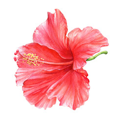 Watercolor illustration of the red hibiscus © Liubov Tolstova