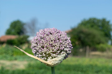 Obraz premium Close-up of budding haggard onion plants in the summer day