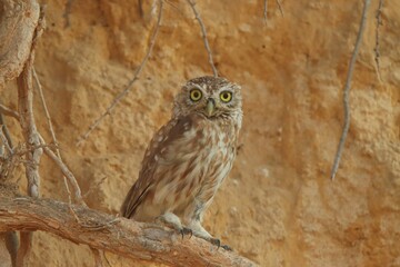 horned owl