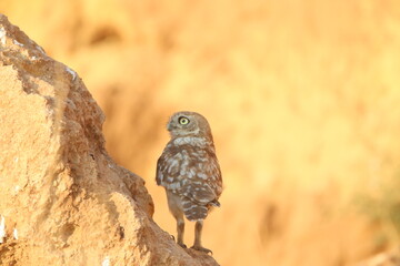 great horned owl