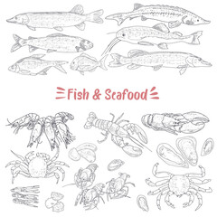 Vector sketch seafood with vintage flatfish, trout, lobster sea delicacies food and fish. Seafood delicacy, restaurant and marine cuisine cafe menu, packaging design.