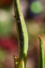 Inkarwilla zwarta Incarvillea compacta mszyca biedronka © Perovskia