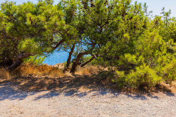 Beautiful view of blue sea water through green trees on bright summer day. Greece. 