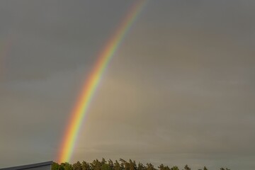 Fototapeta premium Fabulous view of rainbow in cloudy summer evening sky over tops of forest trees.