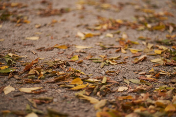 Autumn forest road landscape. View of the road with autumn leaves. Beautiful yellow leaves on the path. The concept of the autumn season. Selective focus. High quality photo