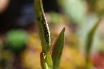 Inkarwilla zwarta Incarvillea compacta mszyca biedronka © Perovskia