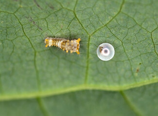 Newly hatched caterpillar of a Spicebush Swallowtail butterfly sits beside the egg on a leaf.