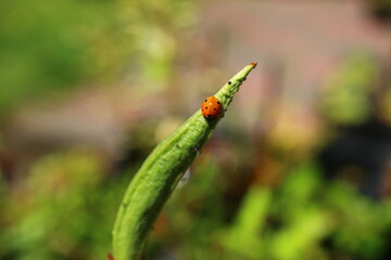 Inkarwilla zwarta Incarvillea compacta mszyca biedronka © Perovskia