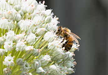 Honey Bee collecting nectar and pollen from a white allium flower - obrazy, fototapety, plakaty