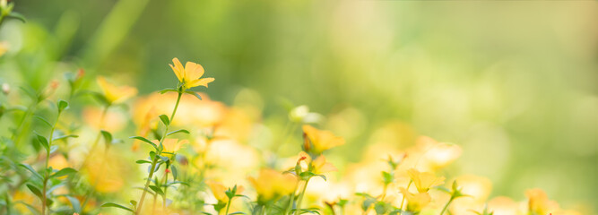 Closeup of yellow flower under sunlight with copy space using as background natural plants landscape, ecology wallpaper cover page concept.
