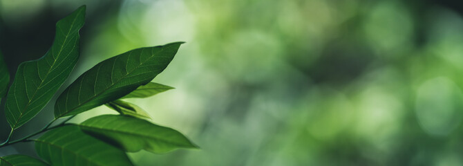 Closeup of beautiful nature view green leaf on blurred greenery background in garden with copy space using as background cover page concept.