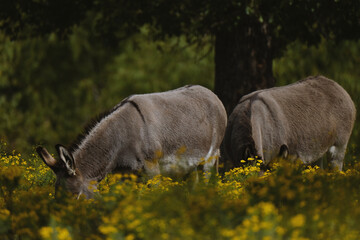Mini donkeys closeup grazing in Texas field.
