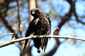 A large Crow bird resting on a branch during a heatwave and extreme hot temperatures in the United Kingdom.  This bird was high in a tree, looking and gazing at the sun.