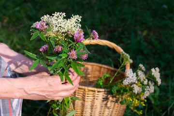 Woman's hand with basket of herbs