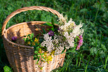 Basket with medicinal herbs on grass