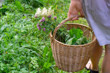 Woman's hand with basket of herbs